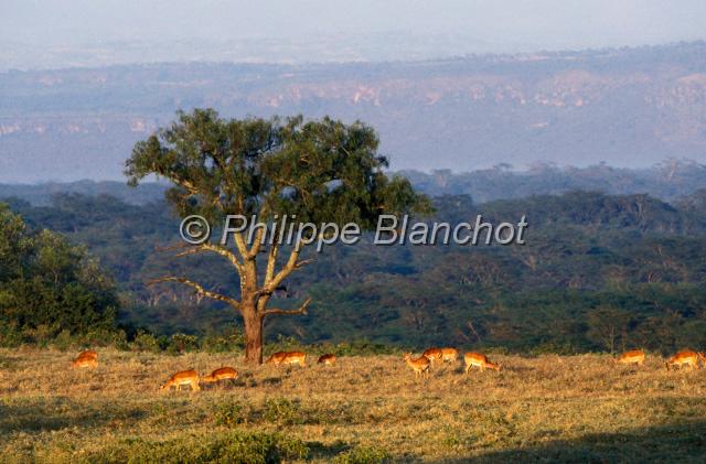 kenya 34.jpg - RÈserve de Masai MaraMasai Mara National ReserveKenya
